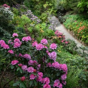Rododendron
