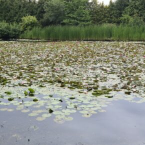 Staw wypełniony różnokolorowymi kwitnącymi liliami wodnymi